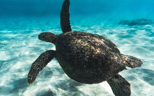 GERIR OS PLÁSTICOS DE USO ÚNICO PARA PROTEGER OS OCEANOS